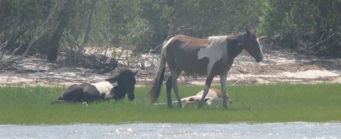 Chincoteague Itinerary